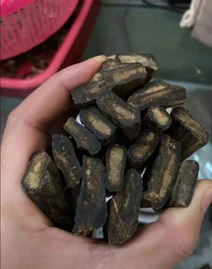 Giá Kỳ Nam Hải Nam